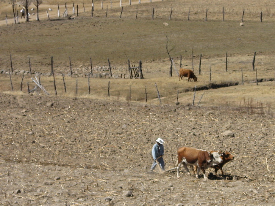 Planting Season in the Sierra Tarahumara Starts with Yolking the Cows.