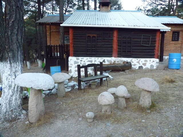 Copper Canyon Trails van tour in August to the Sierra Mushroom Festival.