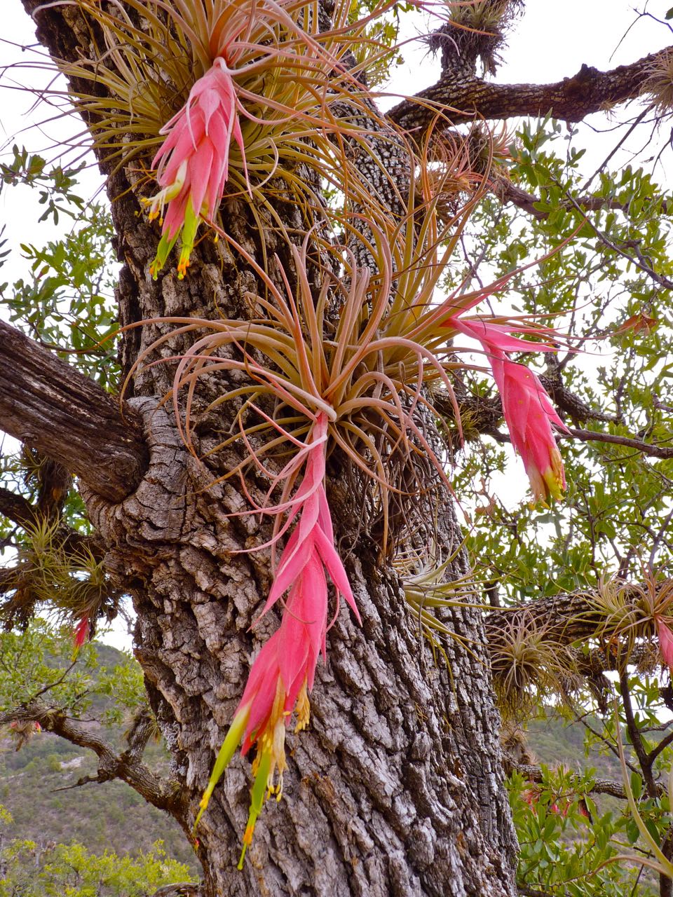 Tropical Epiphytes Flourish on the Bark of Oak Trees.