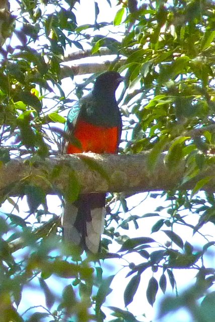 Eared Quetzal and Elegant Trogon inhabit the lush side canyons.