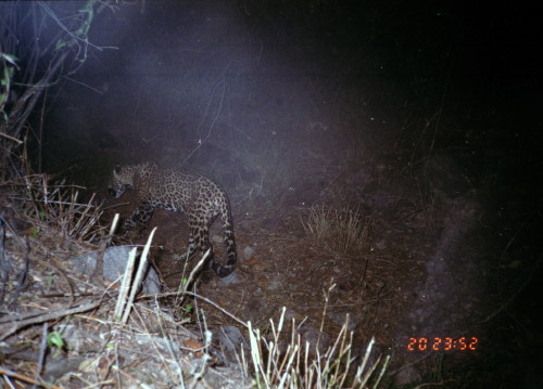 Not a rare sighting, but very exciting at Rancho Calabozo in Sierra Los Pavos, Sonora.